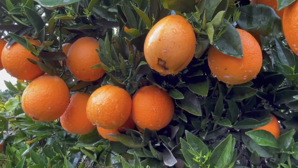 Comment Conserver les Oranges