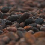Conservare Cacao