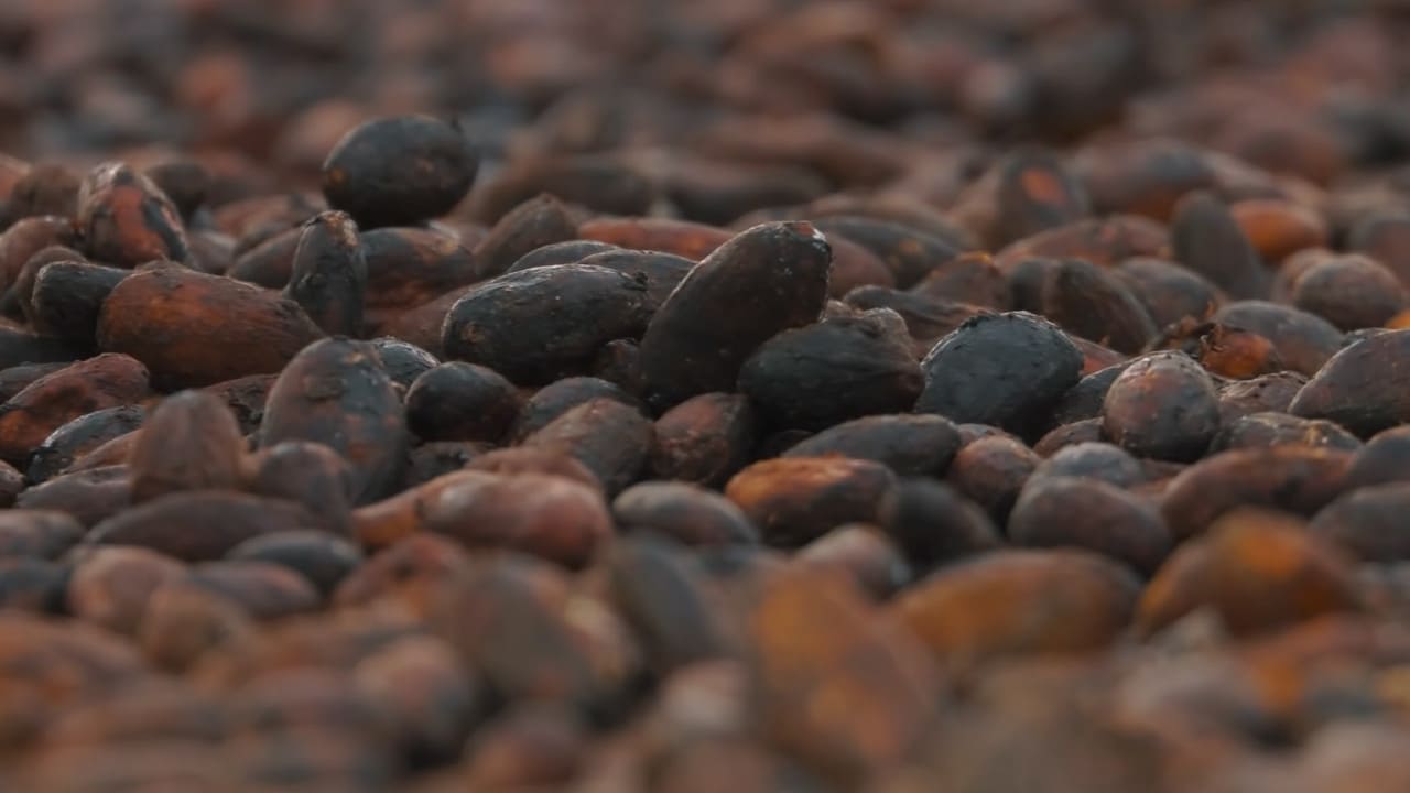 Conservare Cacao