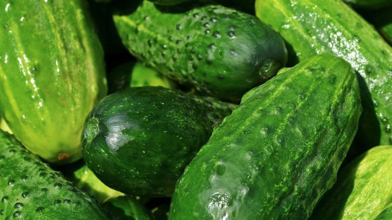 5 façons Simples de Conserver les Concombres - Mondo Conserva