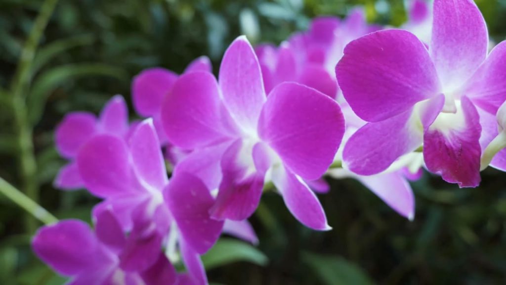 Conservare Orchidee