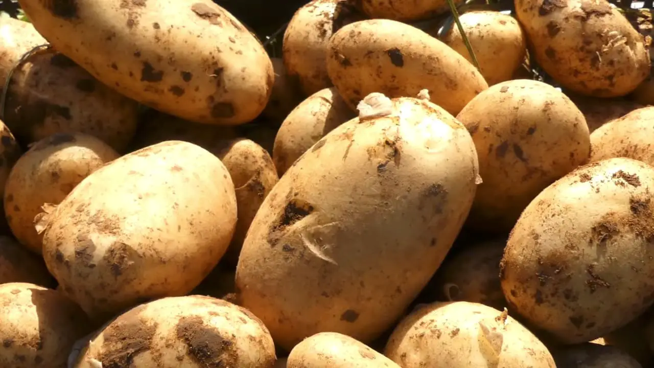 Comment Conserver les Pommes de terre crues, pelées et cuites